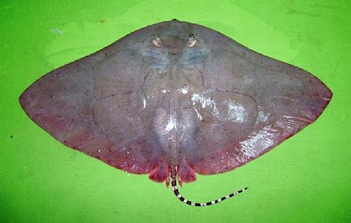 Longtail butterfly ray